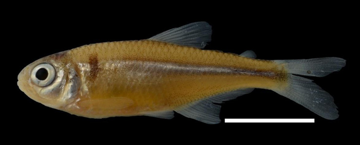 F:\Bryconamericus perú -Bolivia\B.phoenicopterus\Bryconamericus phoenicopterus 29984 30 mmSL (2).JPG